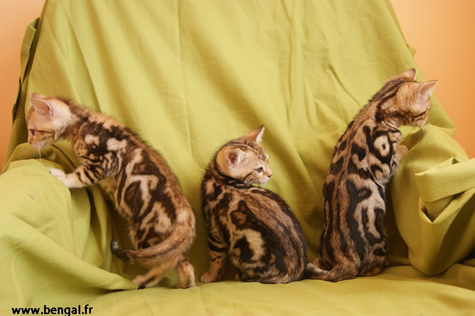 bengal marble